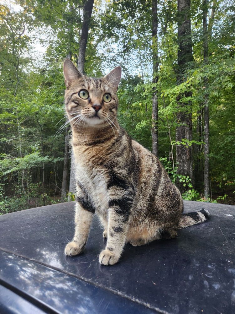 Tabby cat sitting on top of a car with a worried face