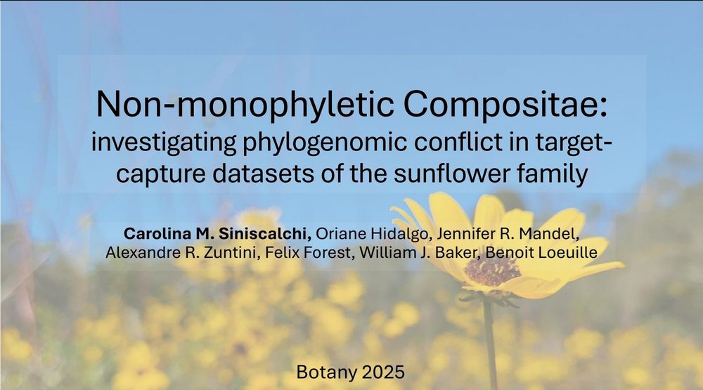 Screen grab of a slide, with the title "Non-monophyletic Compositae: investigating phylogenomic conflict in target-capture datasets of the sunflower family".