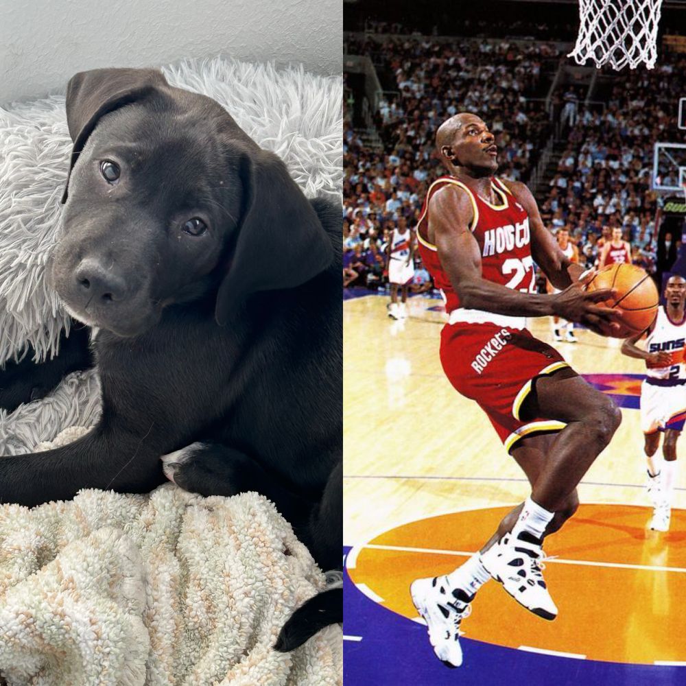 A side-by-side of a black Labrador mix puppy looking quizzically at the camera named Clyde and Clyde Drexler in a classic Rockets uniform during the 94-95 season