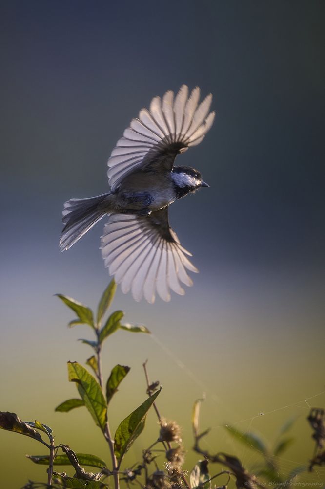 A small, native, North American bird (Black-Capped Chickadee) has just taken off from a small brush with its wings fully spread, giving them a translucent appearance from the sunlight. This bird is small, lightning fast, and rarely sits still for more than a few seconds, so I had to anticipate the timing precisely at the right moment. 