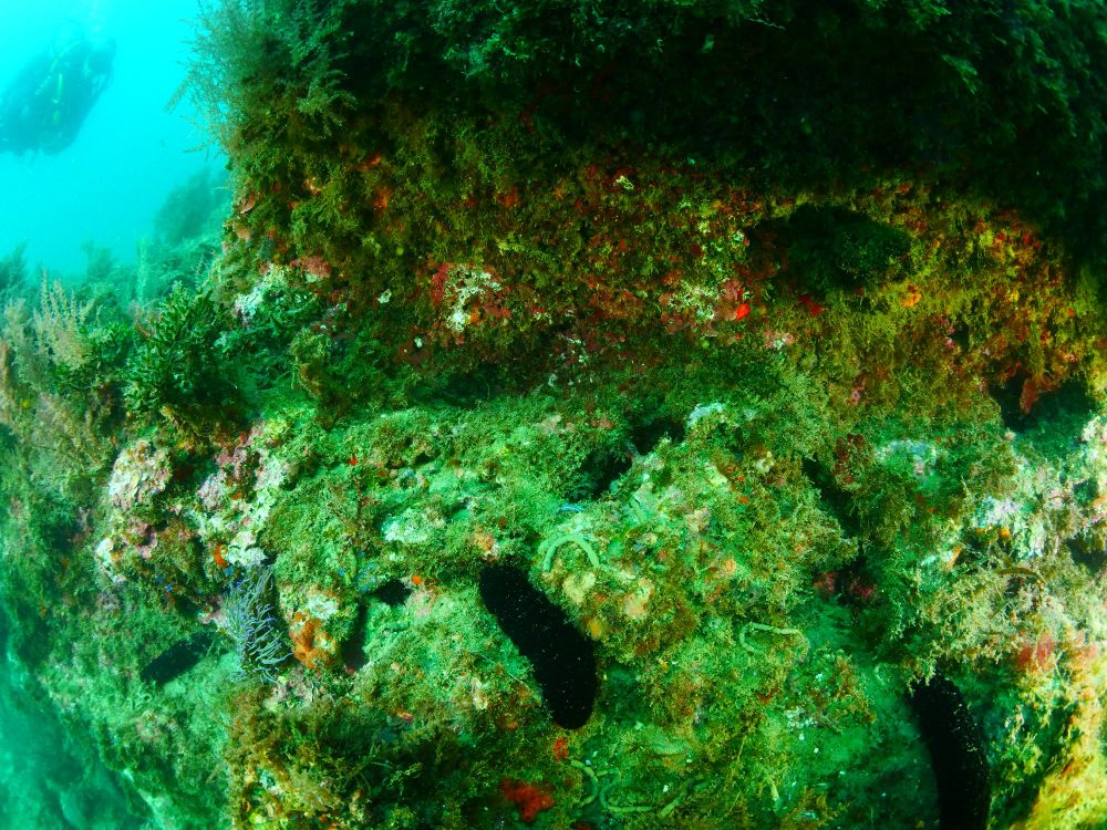 Pretty colors and a busy underwater scene with anemones, algae and sponges, and there is a nudi in the center of the photo. The nudibranch has a blue body with a yellow mantle and stripe down the center of its back with two lines of white spots also along the back


#Felimare tricolor