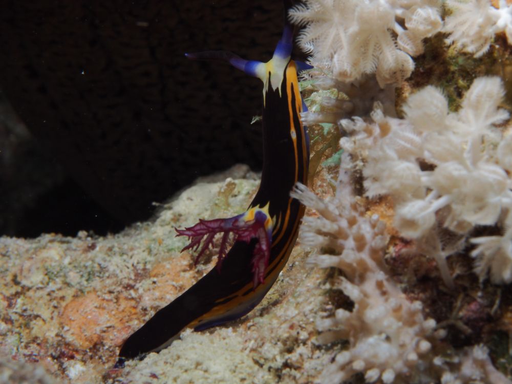 This little guy is quite the colorful little thing. Black body with yellow strip accents along the mantle though not completely. The head seems to be white with a short yellow stripe between blue rhinophores, The gills are a translucent purple and blend into the body in a blaze of yellow with hints of red. Like I said, quite the colorful thing.

Nembrotha megalocera. 
