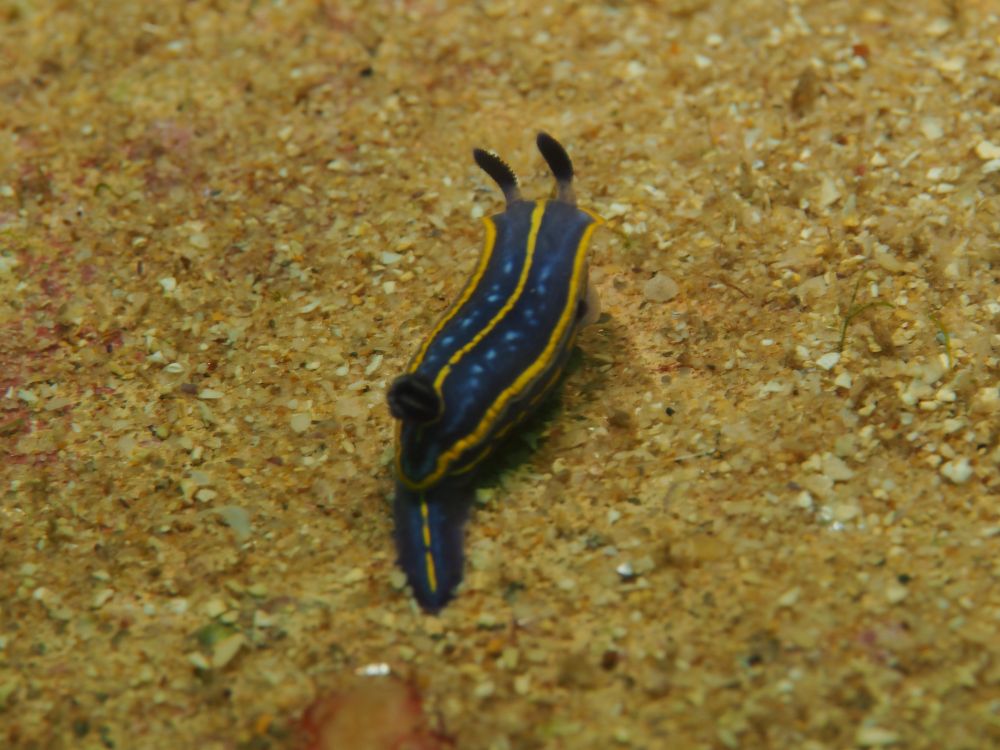 A nudibranch with a blue body with three yellow lengthwise stripes and two lines of white dots along its back. It is traversing a sand patch. Photo taken in the Atlantic near Sesimbra Portugal

Felimare tricolor