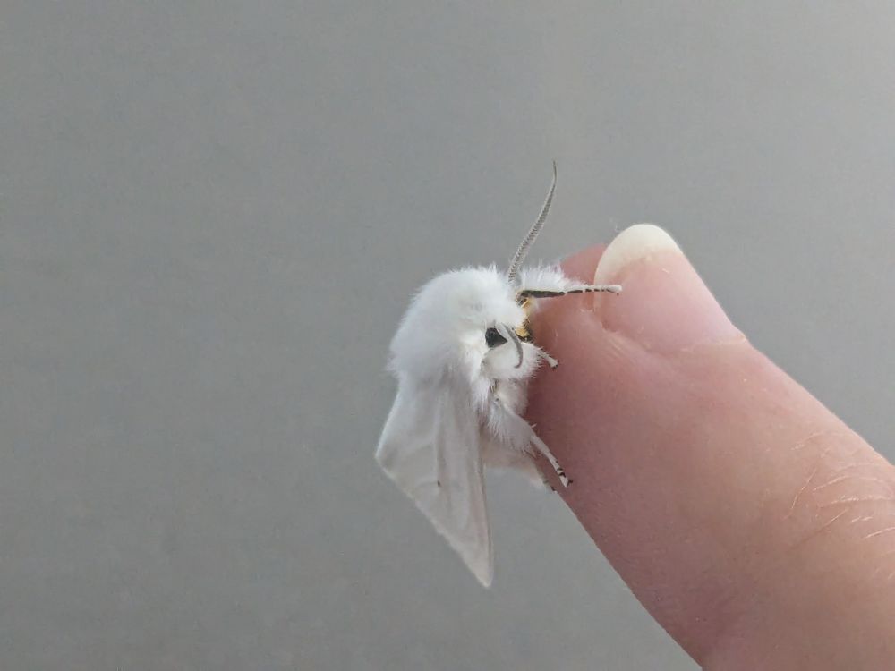 small fluffy white moth on my fingertips. it has long feathery antennae and cute black eyes