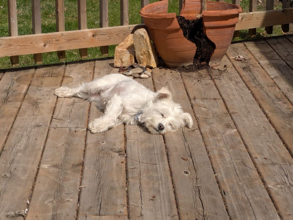 my dog, a small white terrier mix, dozing on the back deck, beside a large broken terracotta pot 