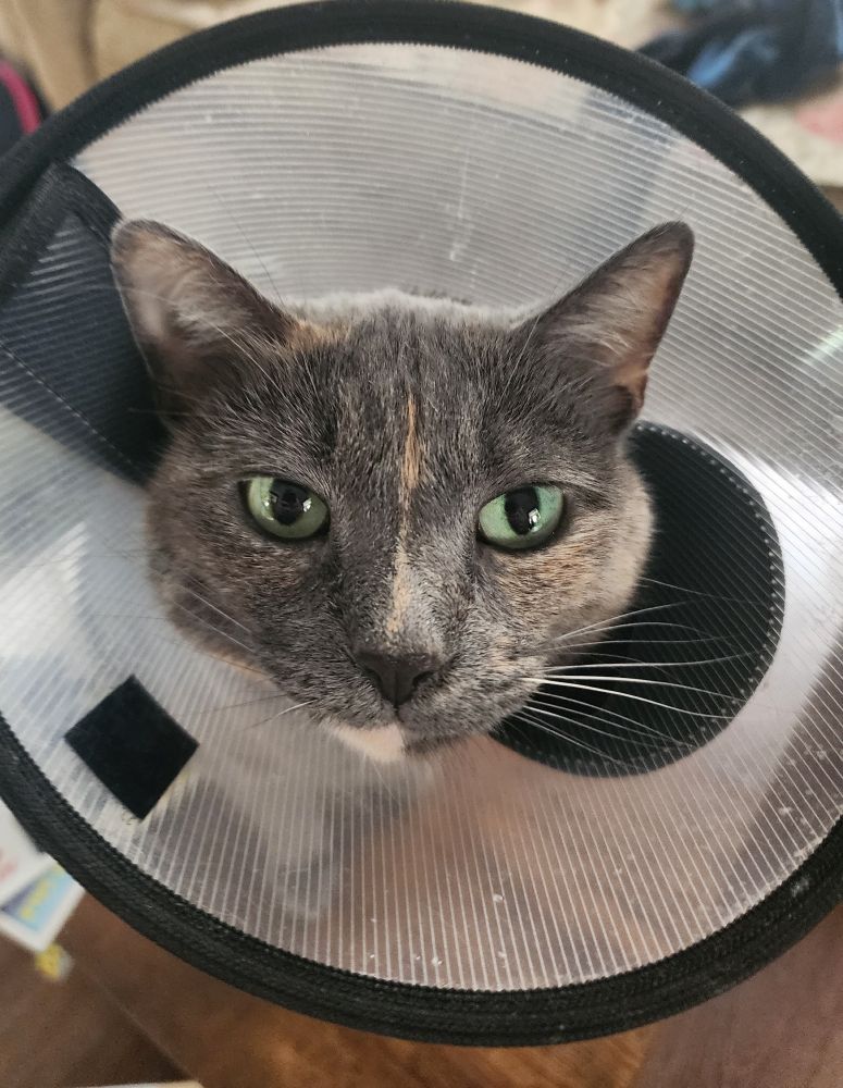 a tortoiseshell cat looks directly at the camera, she has a huge medical cone around her head, making her appear like a dilophosaurus 