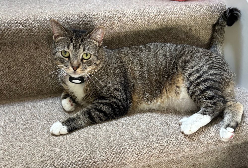 Tabby cat, yellow eyes, white feet, chest and belly, with black stripes lying on a stair, getting ready to spring up and get spracky. 