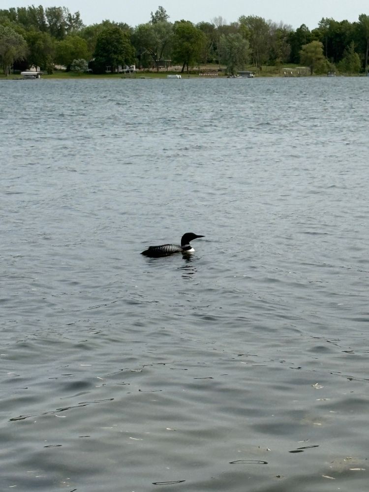 Loon on a lake in Minnesota