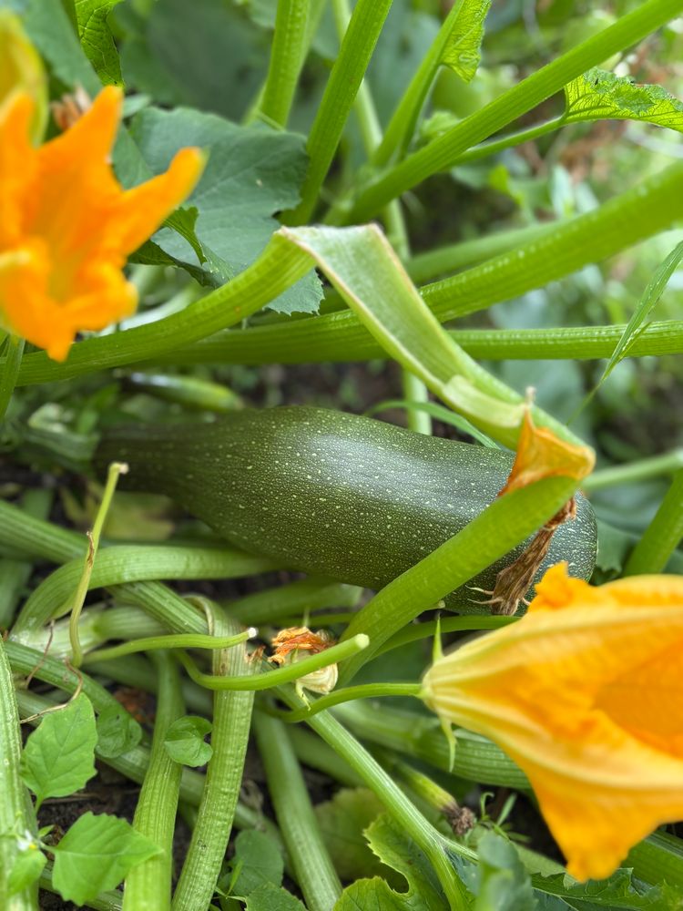 Green zucchini amongst lots of zucchini stems and some yellow zucchini flowers 