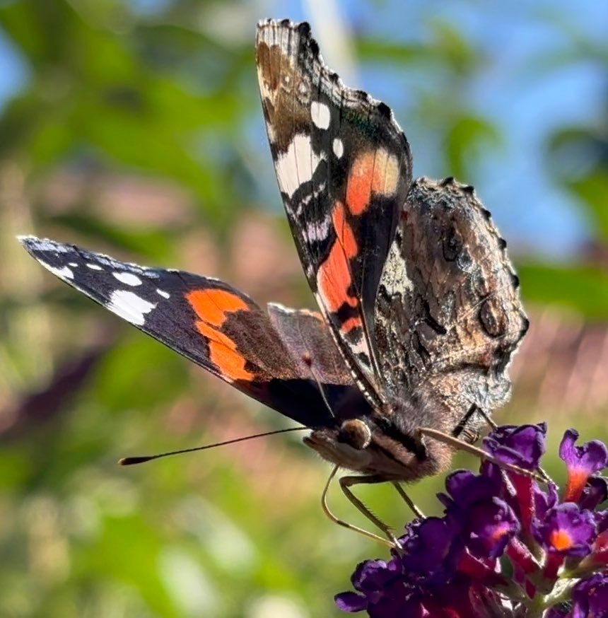Admiralfalter am Strauch eines Schmetterlingsflieders, Buddleja davidii.