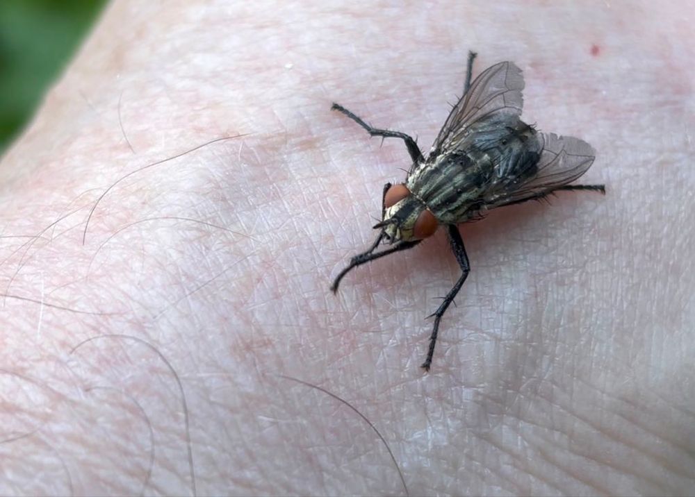 Eine Fleischfliege unbest., Sarcophaga spec., auf der Hand.