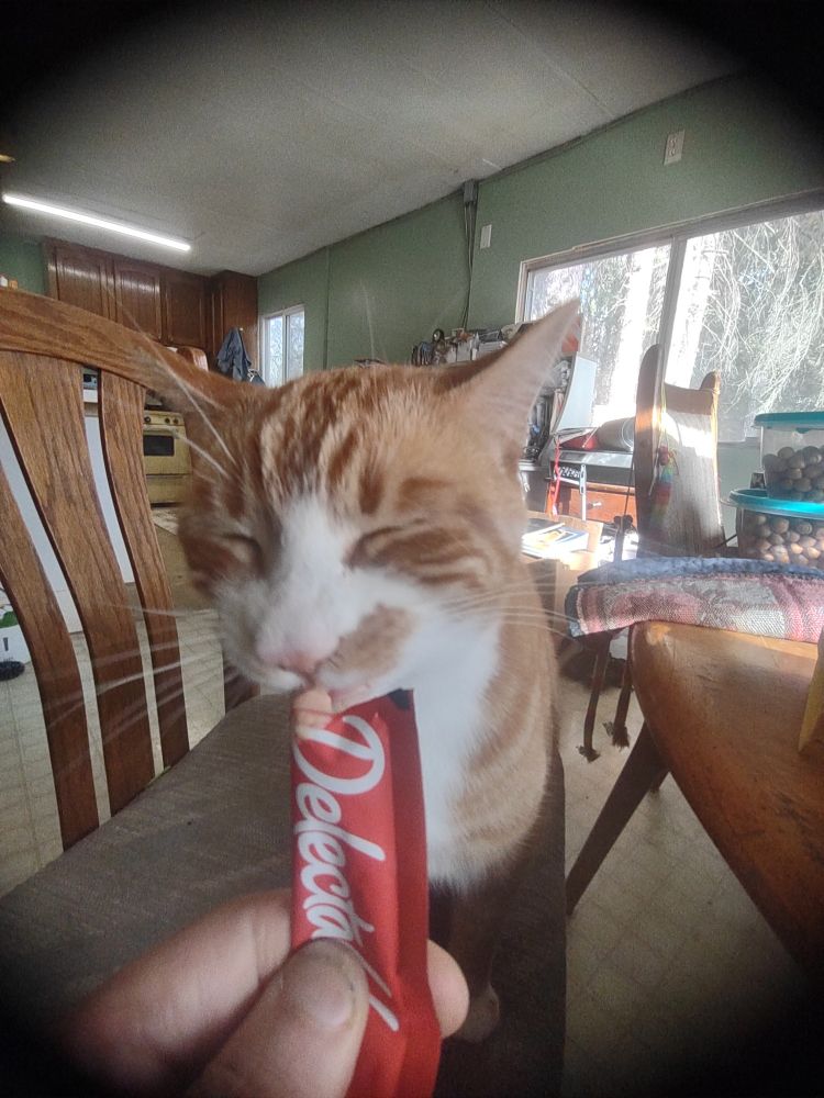 geoffy the cat, his eyes squeezed shut in a rapturous exult of ecstasy, is eating from a tube of meat flavoured goo -- and THIS is the future liberals want! and hey why the hell not, i never wanted to go to space (cold, dull, radioactive) but i did always fancy astronaut food (tidy, easy to prepare, semiotically amusing)