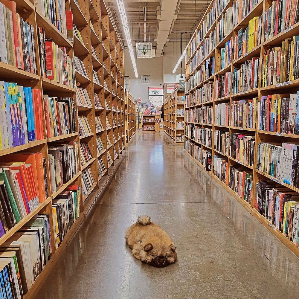 Fluffy chow puppy lays in aisle between Bookcases at Half Price Books