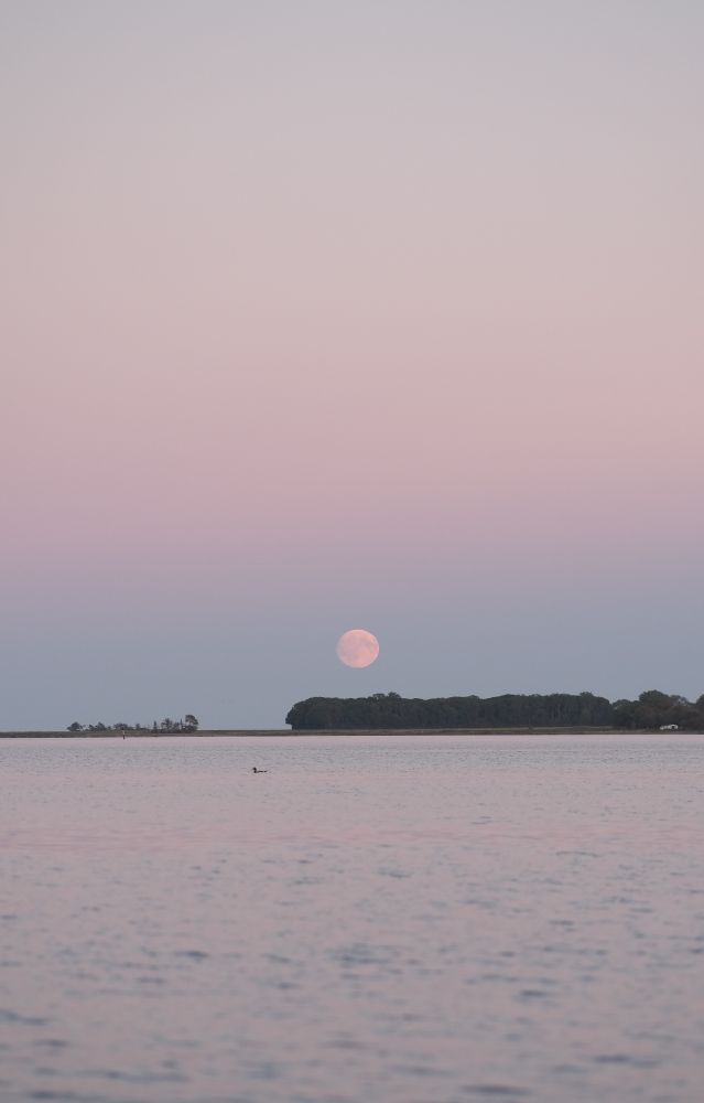 The moon rises above some trees on an island on the horizon. In the foreground is the fjord. In the fjord is a duck.
