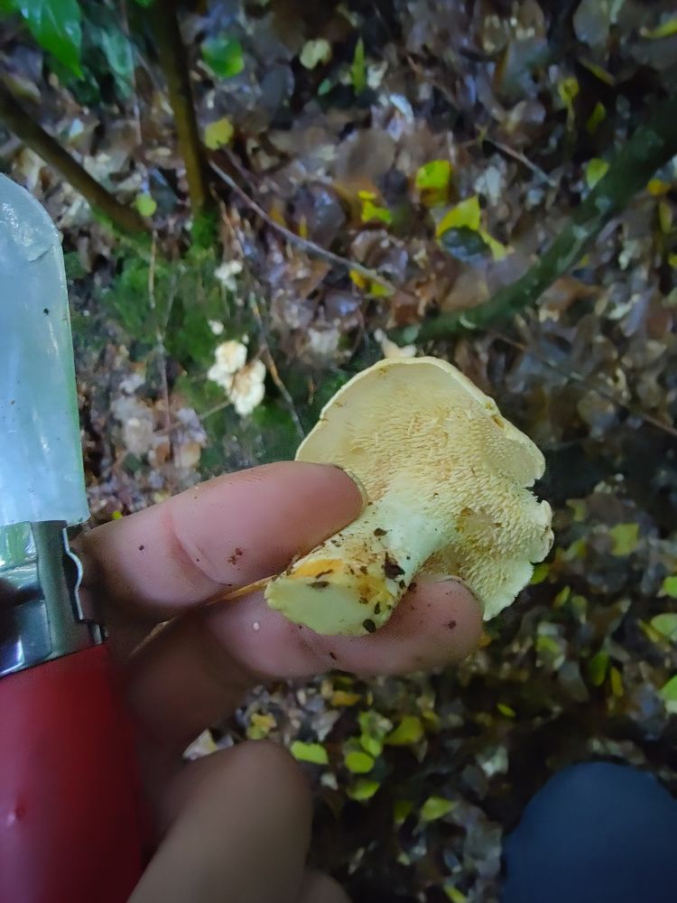 A hand holding a Hyndnum Hyndnum fungus and a red Opinel knife