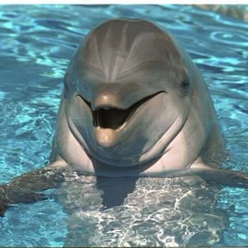 A dolphin that looks stupid and malevolent. Its head is the same shape as the front of the ship