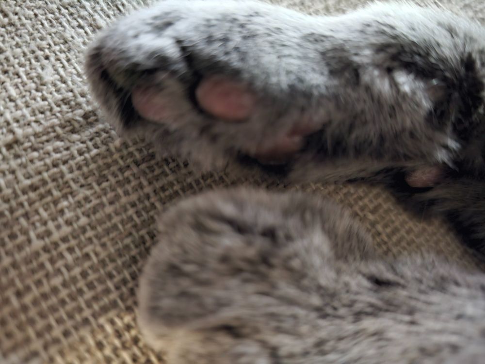 Toaster, a grey cat, showing me his toe beans.