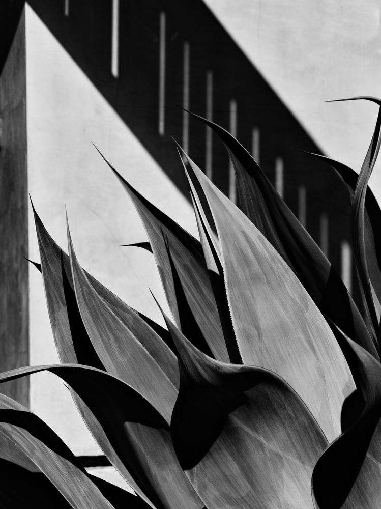 Hi-contrast B&W photo showing a broad-leafed plant in the foreground and a white wall with a broad stripe of shadow angling down in the background.
