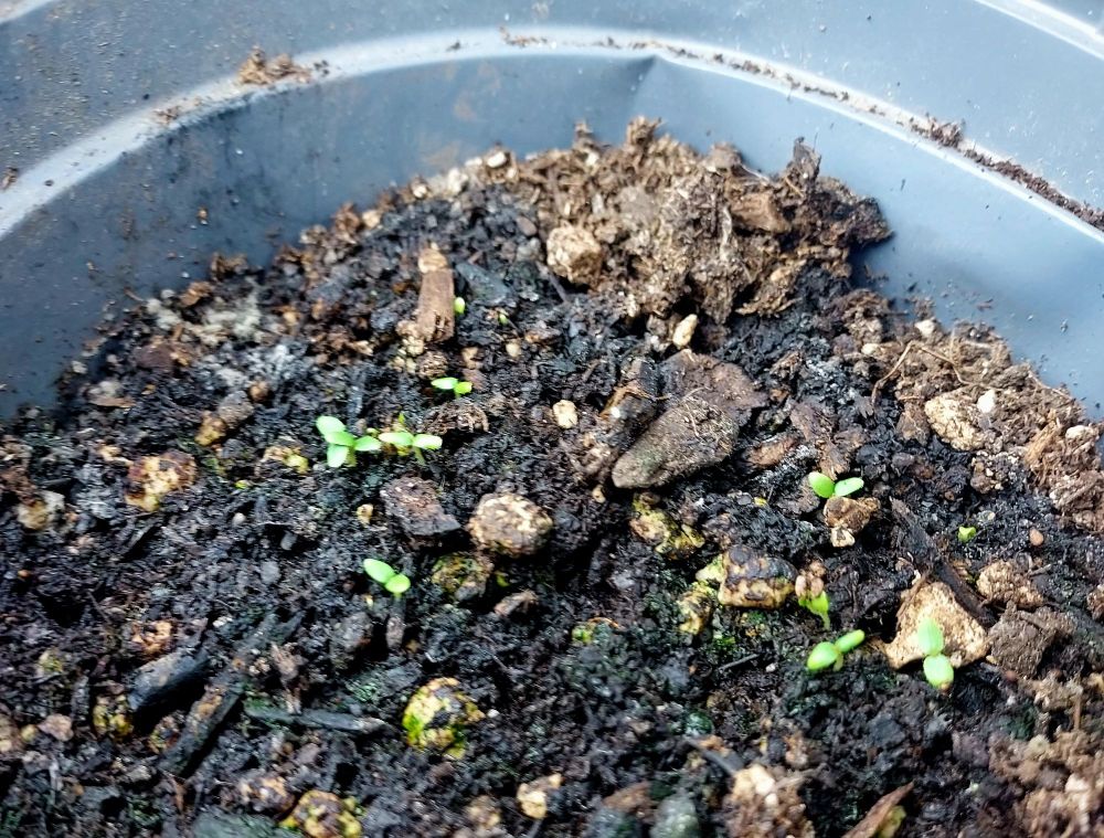 Soil inside a round black plastic garden pot, with about eight very tiny two-leaf green seedlings scattered across the top