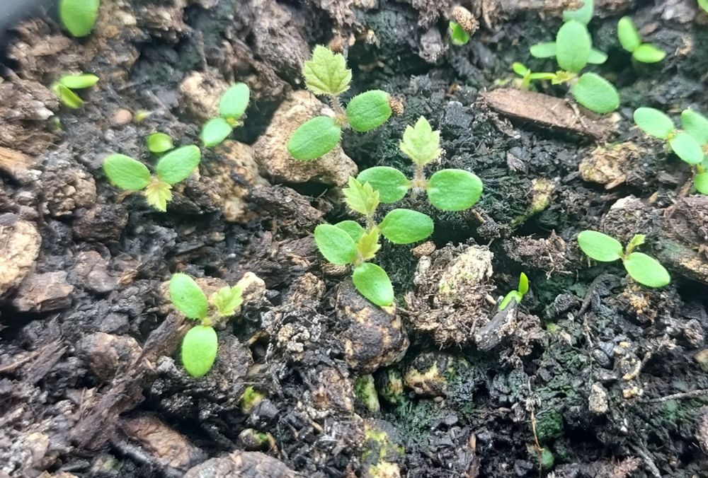 Several thimbleberry seedlings: two green oval leaves with one five-pointed light green leaf poking out between them. The five-pointed leaf looks a little like a maple leaf