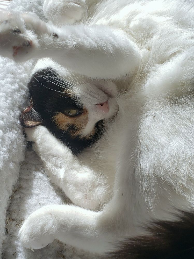Trellis the calico cat laying in the sun with a paw reaching toward the camera and hind legs near her head