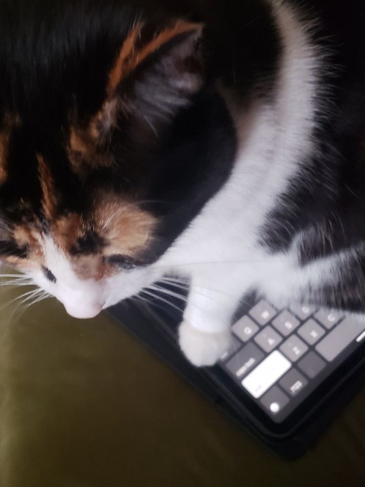 Trellis the calico cat sits on an iPad keyboard