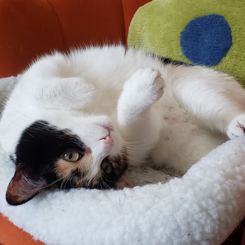 Trellis the calico laying upside down in a fuzzy cat bed on top of an orange chair. the cat stares blankly into the distance with her paws up.