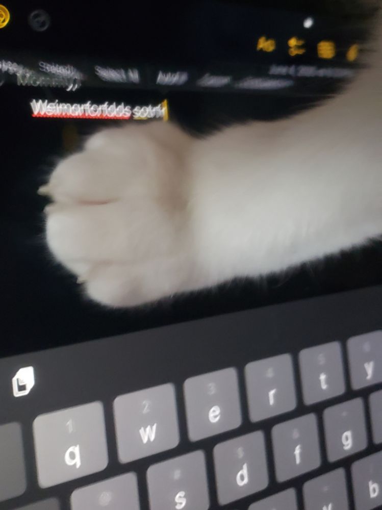 white cat paw touching an iPad screen highlighting nonsense text. the copy/paste/etc. menu pops up with motion blur