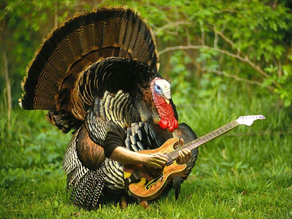 Turkey shredding on a guitar Vai style