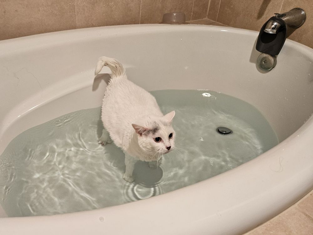 White cat standing in half a foot of water in an oval-shaped white bathtub. Her eyes are very round and her mouth is slightly open in the tail end of a complaining yowl