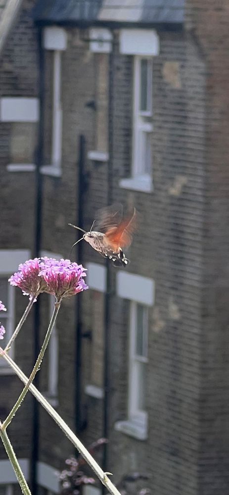 A Hummingbird Hawkmoth in Hammersmith, feeding on a window ledge Verbena plant
