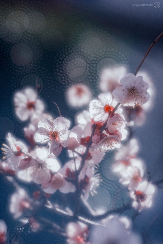 Cherry blossom shot against a deep blue background, with the Mamiya SF C 150mm lens. A unique soft focus lens that has a perforated grid inside, producing this interesting bokeh.