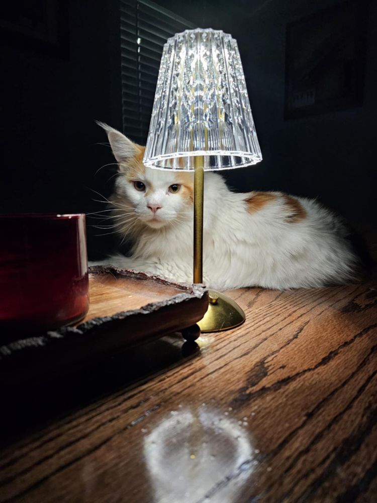 Cat by lamp on a table