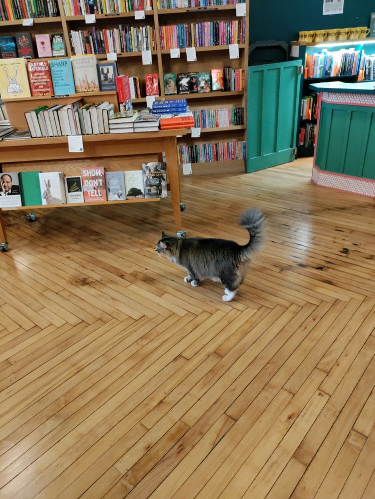 A fluffy cat standing in the middle of a bookstore with their tail curled upward