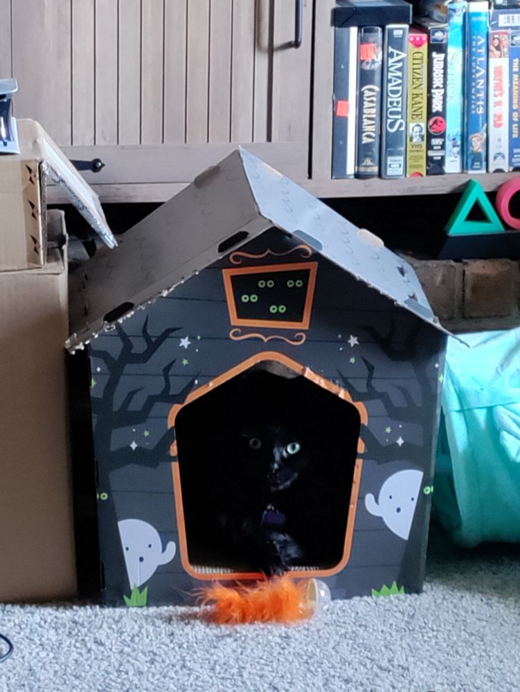 A black cat hiding in the shadows of a cardboard haunted house. She's staring at you with her green eyes. 