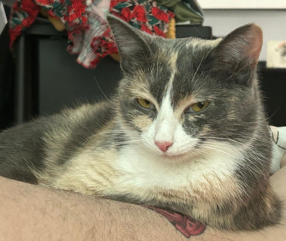 A gray, cream and white cat with sinister eyes and a very sly smirk looking at the camera