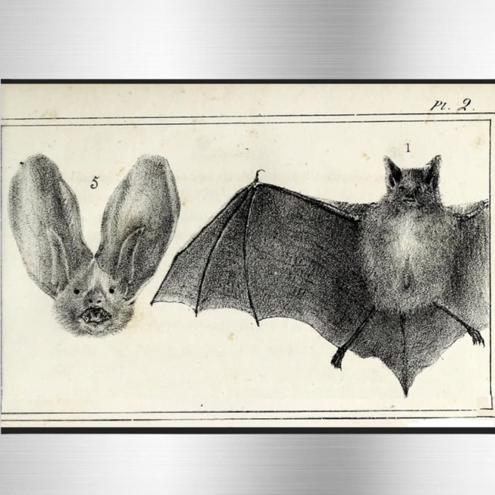 Close up of vintage scientific bat illustration. Tiny bat face with big ears and bat with wings spread