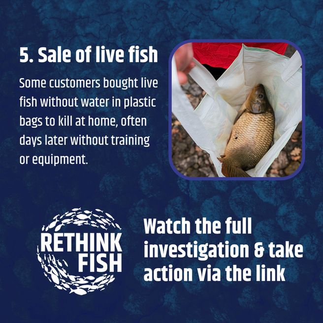 5. Sale of live fish. Some customers bought live fish without water in plastic bags to kill at home, often days later without training
or equipment. Watch the full investigation & take action via the link. Rethink Fish.