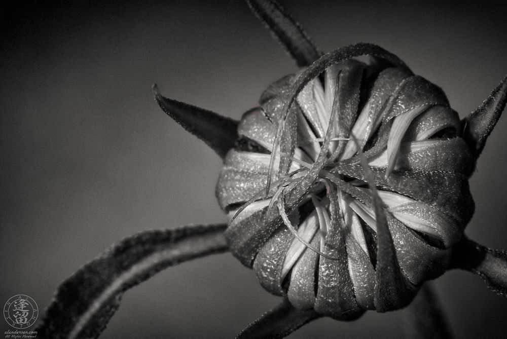 A monochrome photograph showing a macro image of a Common Sunflower bud with tightly wrapped green sepals partially revealing bright yellow petals beneath. The radial structure of the bud is sharply defined against a blurred reddish background, showing fine surface textures and the natural symmetry of the unfolding flower.