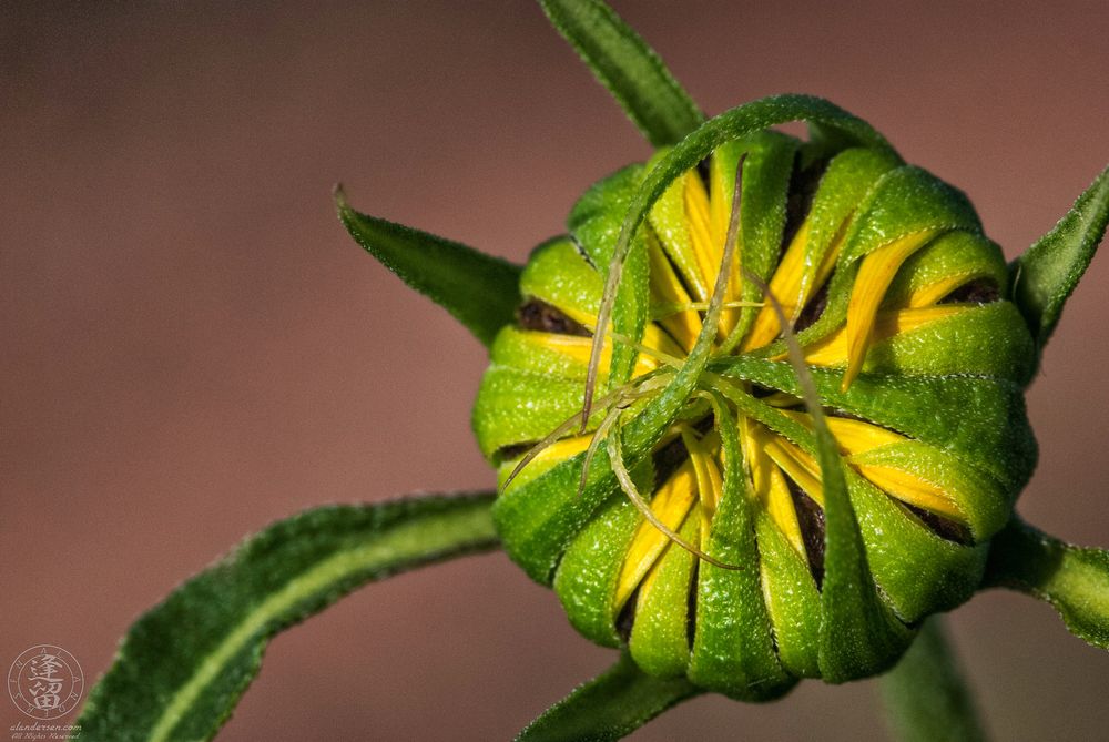 A color photograph showing a macro image of a Common Sunflower bud with tightly wrapped green sepals partially revealing bright yellow petals beneath. The radial structure of the bud is sharply defined against a blurred reddish background, showing fine surface textures and the natural symmetry of the unfolding flower.