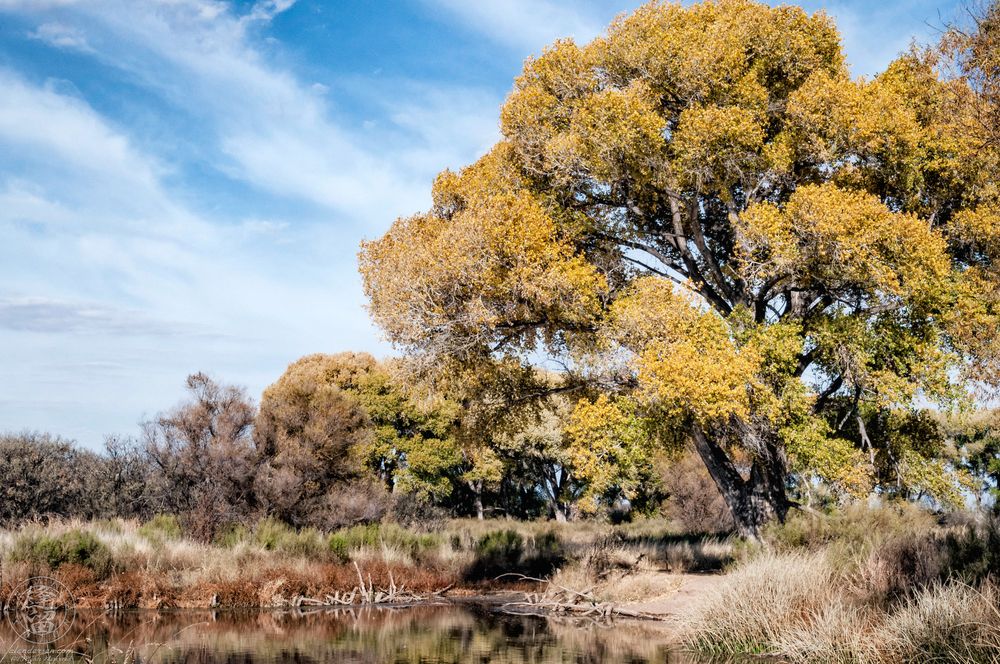 A color photograph of a tall cottonwood tree with golden autumn leaves standing beside Kingfisher Pond in Arizona's San Pedro Riparian National Conservation Area. The tree's wide canopy contrasts with the blue sky above, while dry grasses and shrubs frame the pond's reflective surface.