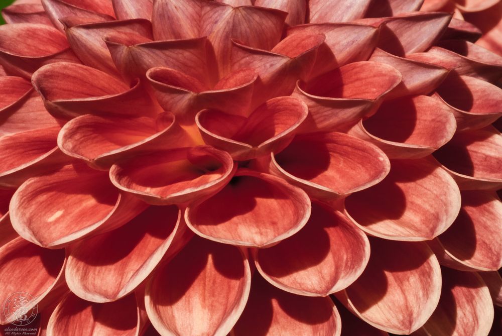 A macro photograph of a red dahlia blossom shows a cascade of scalloped petals unfolding in layers. Each petal curves outward with subtle gradients of red and coral, while light and shadow emphasize the flower's intricate geometry. The tight composition creates a vivid, abstract view of natural symmetry.