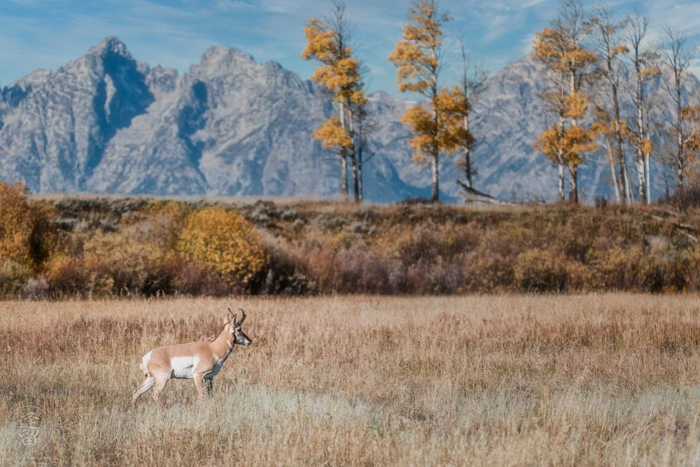 A color photograph of a  male pronghorn with tan and white markings walking cautiously through a sunlit autumn meadow, surrounded by golden grasses. In the background, tall trees with bright yellow foliage stand before the rugged, gray peaks of the Teton Range under a blue sky, creating a striking contrast between wildlife and wilderness.