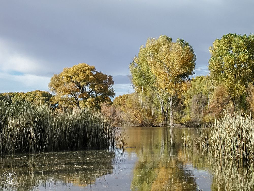 A calm pond reflects tall golden cottonwood trees and thick reeds during autumn in the San Pedro Riparian National Conservation Area, Arizona. The sky above is partly cloudy, casting soft light on the tranquil wetland scene. The image captures the quiet beauty of seasonal change in a rich riparian habitat.