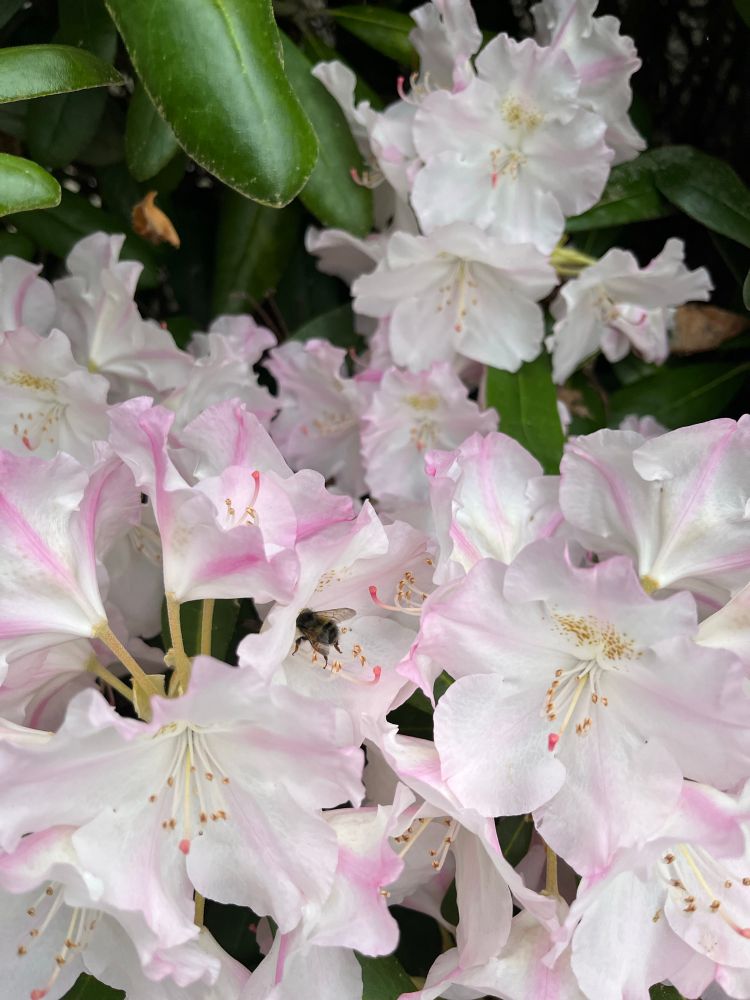 Bumblebee collecting pollen in a white and pink flower bush