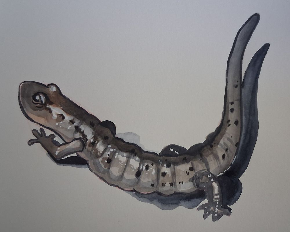 watercolor salamander