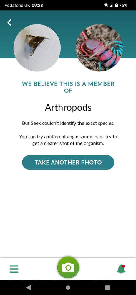 Screenshot of Seek result for bee fly photo which says "we believe this is a member of arthropods" which is very wrong 