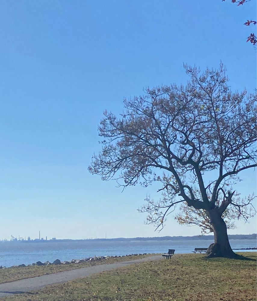 Bay of Delaware and old narly tree