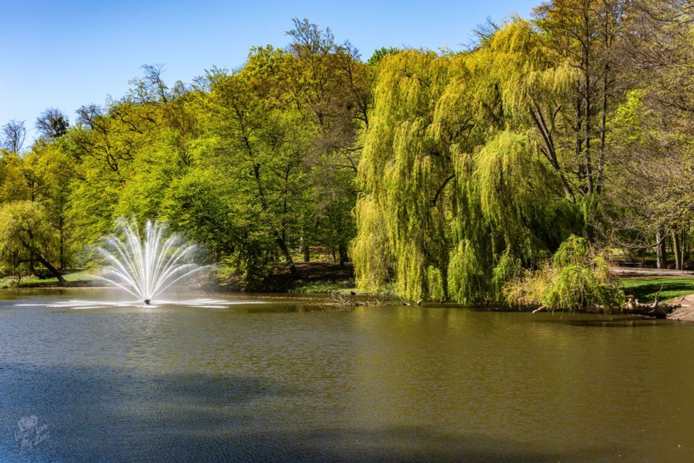 A tranquil scene of a park or woodland. A pond, calm and dark, stretches across the mid-ground. The water’s surface reflects the sunlight. A weeping willow tree, with its vibrant, light yellow-green foliage, hangs gracefully over the water, its branches dipping low to the surface. The branches of the willow contrast with the denser, deeper green foliage of other trees that line the perimeter of the pond. The trees create a canopy of green above that shades the area below, with the sky visible between the branches as a clear, bright blue. A section of a fallen log is visible on the bank of the pond. The overall impression is one of peace and natural beauty in a sunny environment.