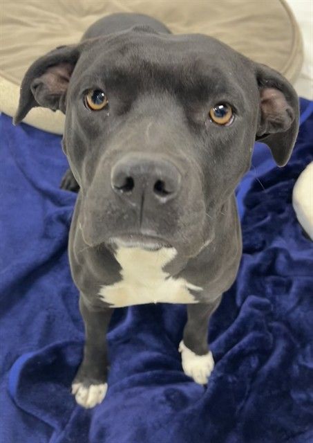 A pitbull dog named Tasha with soulful brown eyes.